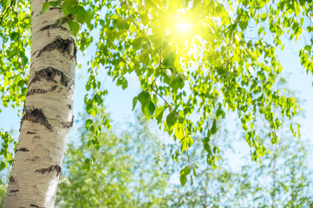 Beautiful natural foliage green background. Birch trees with thin trunks and green foliage. Spring natural background with young birch leavesの写真素材
