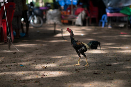Cambodia roaster in Angkor Wat, Cambodia