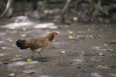 Vietnamese Chicken (Ga Noi) in Vietnamの写真素材