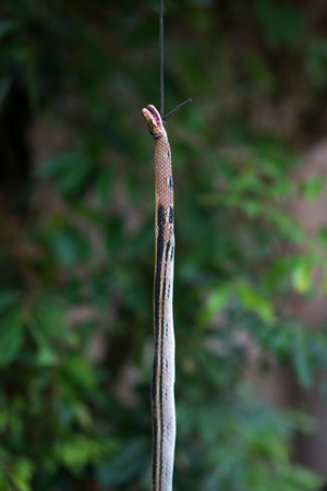 Killed snake in Sapa. Vietnamese kids hunting and trapping in the forest in Sapa, Lao Cai, Vietnam