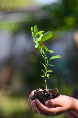 Children's hands hold a young lemon plant