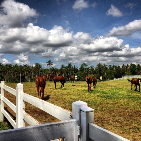 Horse farmの素材