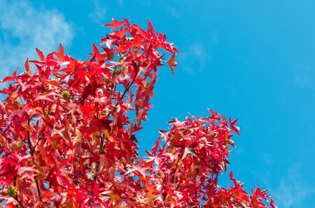 trees with red leaves typical of autumn in Spainの写真素材
