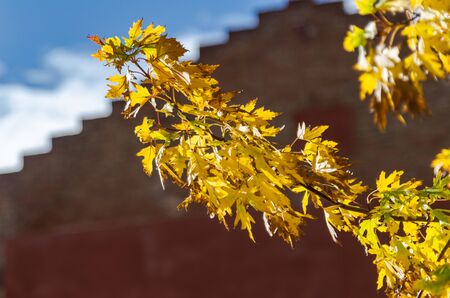 trees with yellow leaves typical of autumn in Spainの写真素材