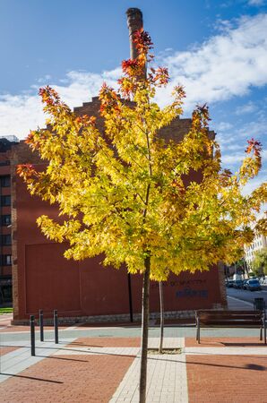 trees with yellow leaves typical of autumn in Spainの写真素材