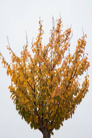 trees with yellow leaves typical of autumn in Spainの写真素材