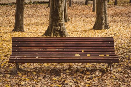 lonely wooden bench surrounded by dry fallen leaves in a quiet parkの写真素材