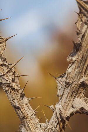 wild vegetation showing stem with prickles in the forest in Spainの写真素材