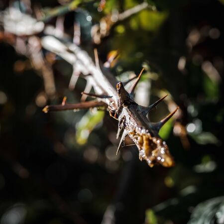 wild vegetation showing stem with prickles in the forest in Spainの写真素材