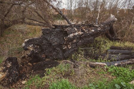 fallen trees in a park after a winter storm in Palencia, Spainの写真素材