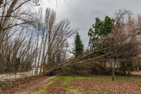 fallen trees blocking a path in a park after a winter storm in Palencia, Spainの写真素材