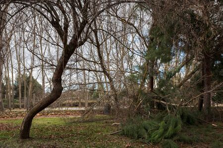 fallen trees blocking a path in a park after a winter storm in Palencia, Spainの写真素材