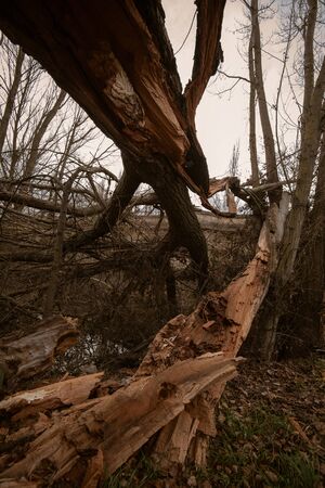 fallen trees in a park after a winter storm in Palencia, Spainの写真素材