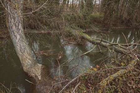 fallen tree in a park after a winter storm in Palencia, Spainの写真素材