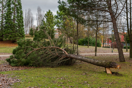 fallen trees blocking a path in a park after a winter storm in Palencia, Spain