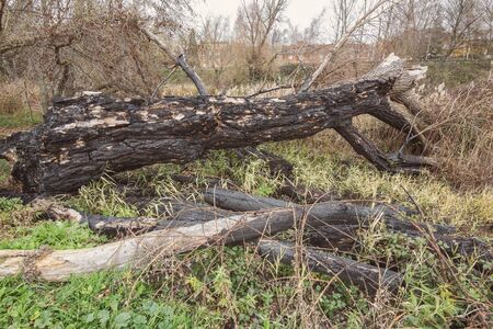 fallen trees in a park after a winter storm in Palencia, Spainの写真素材