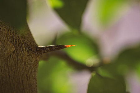 long and sharp thorns or prickles protecting a lemon tree in Spain