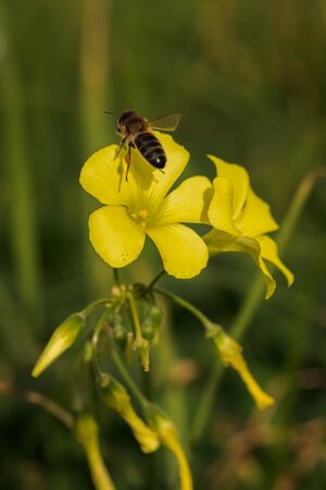 bee feeding from a yellow flower in a sunny day of winter in Menorca, Spainの写真素材