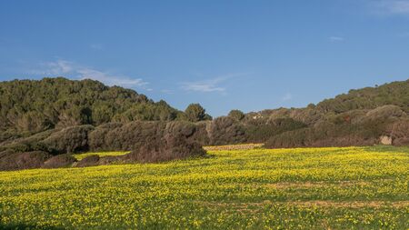 Meadow filled with yellow flowers, oxalis pes-caprae, on a sunny winter day in Menorca, Spainの写真素材