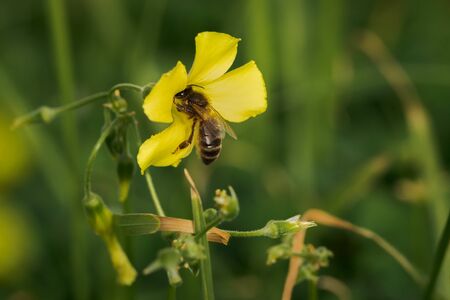 bee feeding from a yellow flower in a sunny day of winter in Menorca, Spainの写真素材