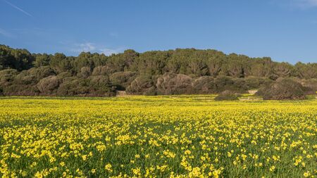 Meadow filled with yellow flowers, oxalis pes-caprae, on a sunny winter day in Menorca, Spainの写真素材