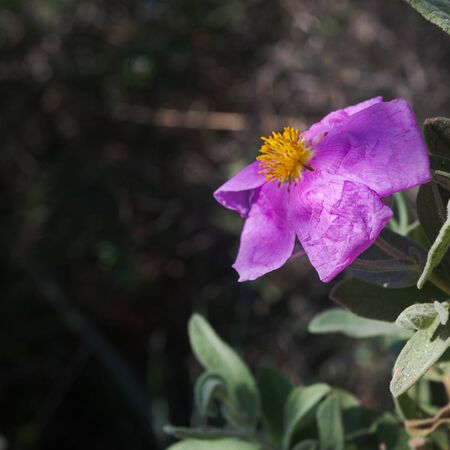 purple wild flower, cistus albidus, in a winter sunny day in Menorca, Spainの写真素材