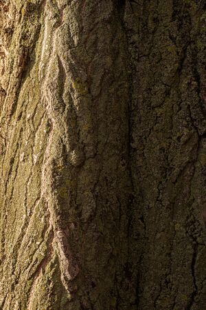 background made of old tree bark texture and patternsの写真素材