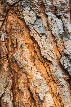 background made of old tree bark texture and patterns