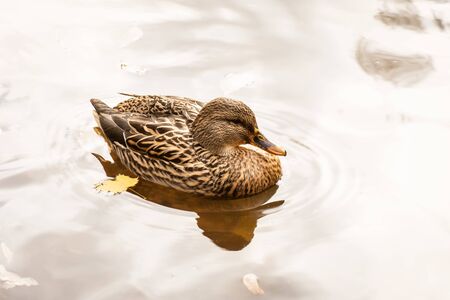 brown duck swimming in a lake on a winter cloudy dayの写真素材
