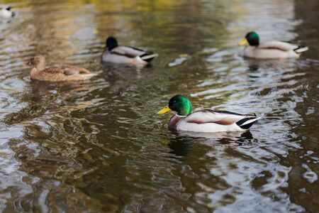 ducks swimming at a pond on winter in Spainの写真素材