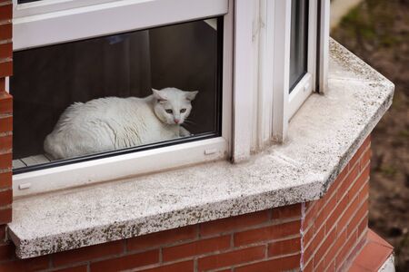 white cat looking through a window while resting on a cold winter morningの写真素材