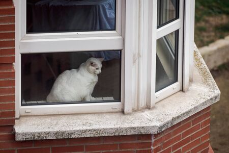 white cat looking through a window while resting on a cold winter morningの写真素材