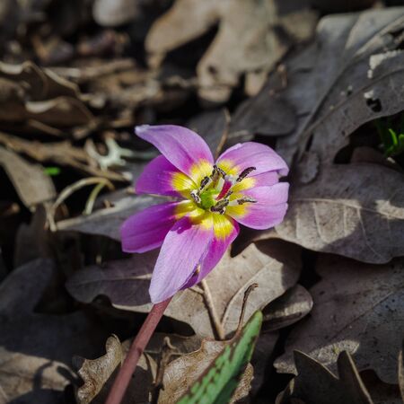 purple flower, Erythronium dens-canis, the dog's-tooth-violet or dogtooth violet, lily family, Liliaceae, flowering in white, pink or lilac flower at the ending of winter or beginning of springの写真素材
