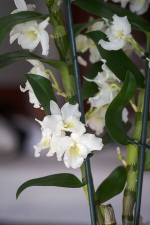 small white orchid, orchidaceae dendrobium nobile, flower isolated on gray backgroundの写真素材