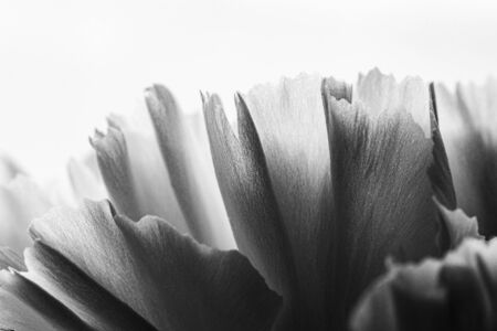 black and white image of details and textures of white flower petals, white carnation, Dianthus caryophyllus, illuminated with natural light, macro photographyの写真素材