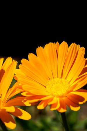 Bellis perennis, daisy flower, wild yellow flower isolated in spring, macro photographyの写真素材