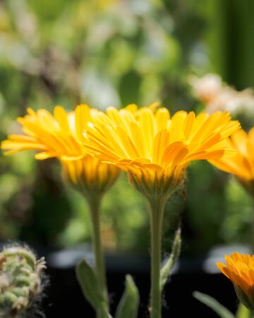 Bellis perennis, daisy flower, wild yellow flower isolated in spring, macro photographyの写真素材