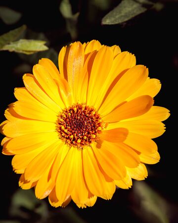 Bellis perennis, daisy flower, wild yellow flower isolated in spring, macro photographyの写真素材