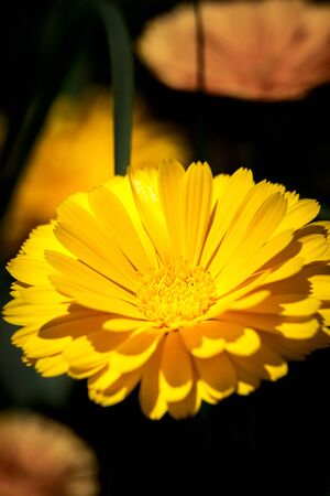 Bellis perennis, daisy flower, wild yellow flower isolated in spring, macro photographyの写真素材