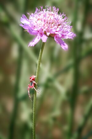 red crab spider, Misumena vatia, on a flower ready to hunt with green natural backgroundの写真素材