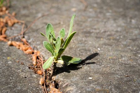 resilient plant growing between the cracks in the asphalt, conceptの写真素材