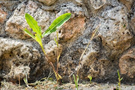 resilient plant growing between the cracks in the asphalt, conceptの写真素材