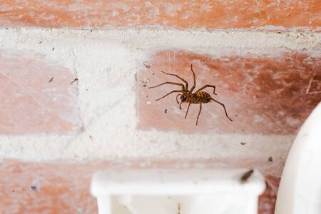 domestic or house spider, tegenaria domestica, inside the porch of a cottage, on her web between a wall and a chairの写真素材