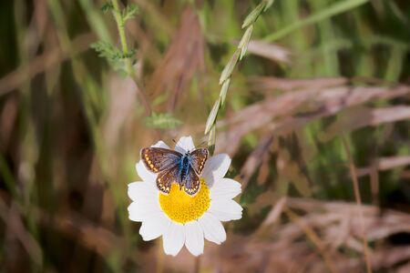 butterfly with brown gray wings with reddish bands, erebia palarica, feeding on wild flower in spring. Dorsal viewの写真素材