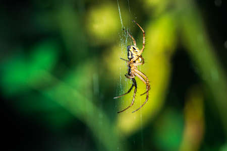 european garden spider, Neoscona adianta, on its orb web waiting for a prey, lateral view with green background in Palencia, Spainの写真素材