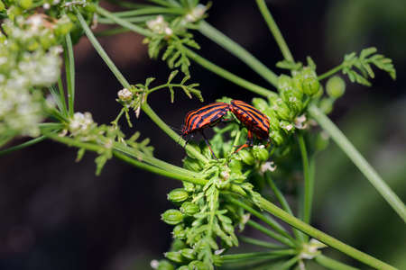 two graphosoma lineatum or shield bug or striped bug copulating on a branch in Palencia, Spainの写真素材