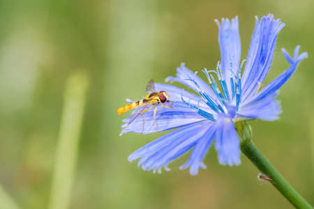 A type of hoverfly, sphaerophoria, feeding on the nectar of a cichorium intybus on a green natural background in Palencia, Spainの写真素材