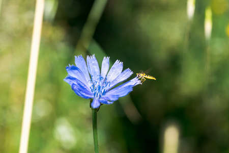 A type of hoverfly, sphaerophoria, feeding on the nectar of a cichorium intybus on a green natural background in Palencia, Spainの写真素材