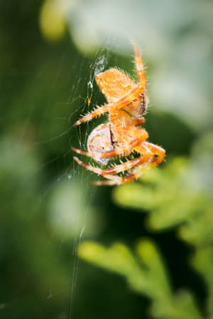 Araneus diadematus on its web eating a ladybug, coccinella magnifica in spring in Palencia, Spainの写真素材