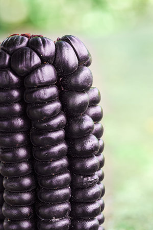 details of a peruvian purple corn, zea mays l, over a stone table on a sunny day. A product with...